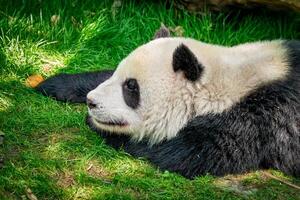 Giant panda bear in China photo