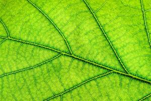 Green leaf close up photo