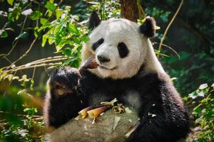 gigante panda oso en China foto