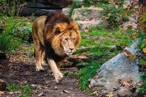 león en selva bosque en naturaleza foto