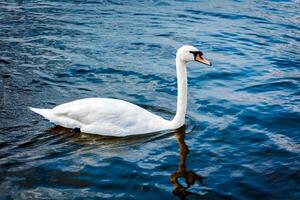 Mute Swan Cygnus olor in lake photo