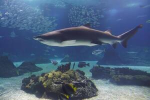 Sand tiger shark underwater photo
