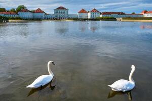 Swan in pond near Nymphenburg Palace. Munich, Bavaria, Germany photo