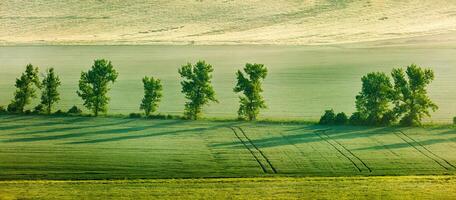 Moravian rolling landscape with trees in early morning panorama photo