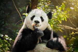 Giant panda bear in China photo