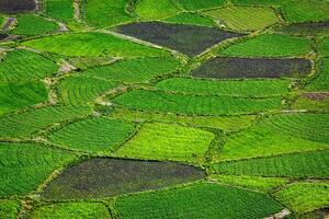 Green fields close up, India photo