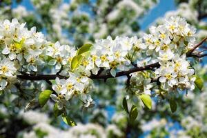 Apple tree blossoming branch photo