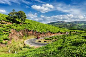 Green tea plantations in Munnar, Kerala, India photo