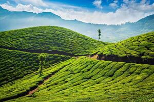 Tea plantations. Munnar, Kerala photo