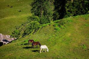 Horses grazing in mountains photo