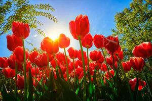 Blooming tulips against blue sky low vantage point photo