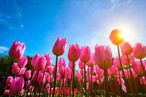 Blooming tulips against blue sky low vantage point photo