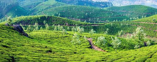 Panorama of green tea plantations on sunrise in Kerala, India photo