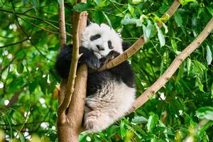 Giant panda bear in China photo