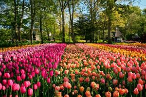 Blooming tulips flowerbed in Keukenhof flower garden, Netherland photo