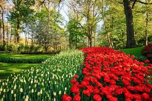 Blooming tulips flowerbeds in Keukenhof flower garden, Netherlan photo