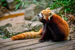 Red panda lesser panda photo