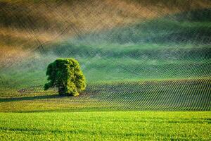 Lonely tree in ploughed field photo