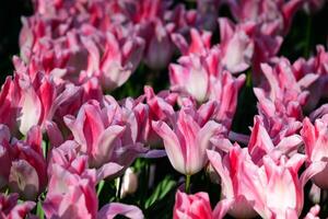 Blooming tulips flowerbed in Keukenhof flower garden, Netherland photo