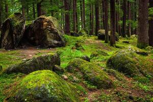 Pine forest with rocks and green moss photo