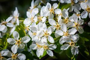 Apple tree blossoming branch photo