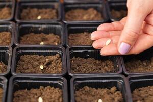 agricultores mano cuidadosamente plantando vegetal semillas dentro ollas con fértil suelo foto