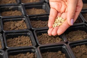 agricultores mano cuidadosamente plantando vegetal semillas dentro ollas con fértil suelo foto