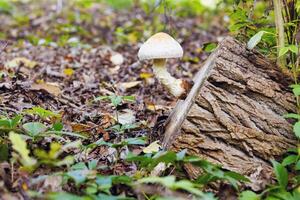 seta en un tocón en un hermosa otoño bosque. salvaje seta en el tocón foto