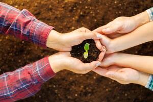 manos participación planta de semillero en suelo - nuevo vida concepto foto