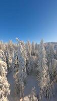 fpv drone en volant proche à le couvert de neige des arbres dans une hiver forêt. video