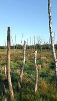 droog bomen in wildernis Oppervlakte video