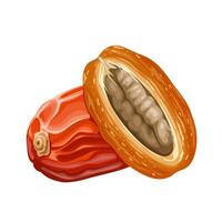 Vector illustration, dried dates, isolated on white background.