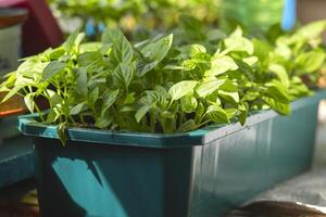 Spring seedlings. Seedlings of peppers grown in boxes in greenhouse photo
