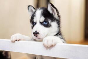 Portrait of a curious little Siberian Husky puppy. Pets indoors photo