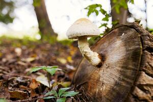 Mushroom on a stump in a beautiful autumn forest. Wild mushroom on the stump photo
