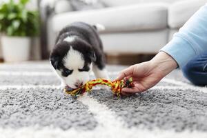 Husky puppy playing with colorful rope toy on grey carpet photo