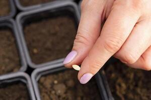 Farmers hand carefully planting vegetable seeds into pots with fertile soil photo
