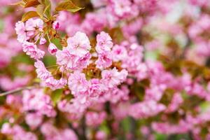 sakura Cereza flores Japón. rosado primavera florecer antecedentes foto