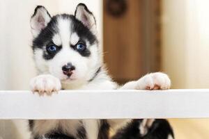 Portrait of a curious little Siberian Husky puppy. Pets indoors photo