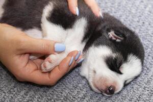 Puppy Sleeping Peacefully on a Soft Blanket photo