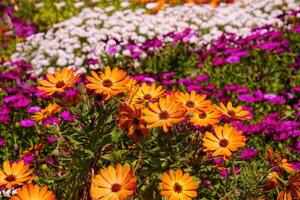 Colorful spring garden photo