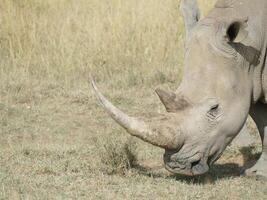 Wide mouth  white  rhinoceros Maasai Mara photo