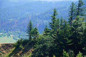 Forests cover the steep cliffs of the Columbia Gorge photo