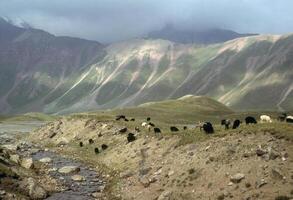 Marco Polo sheep grazing on flat steppes photo