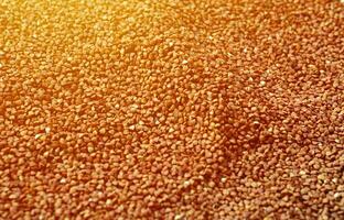 Background texture of a large pile of buckwheat. Many buckwheat grains close-up in daylight photo