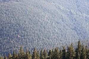 Hilly mountains terrain with fir trees and rough relief. Coniferous forest in the foreground. Tourism, travel photo