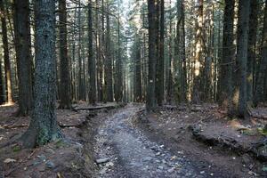 Amazing autumn forest in morning sunlight. Red and yellow leaves on trees in woodland photo