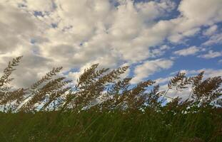 A lot of stems from green reeds grow from the river water under the cloudy blue sky. Unmatched reeds with long stems photo