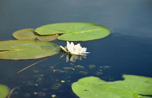 hermosa blanco loto flor y lirio redondo hojas en el agua después lluvia en río foto