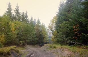 Amazing autumn forest in morning sunlight. Red and yellow leaves on trees in woodland photo